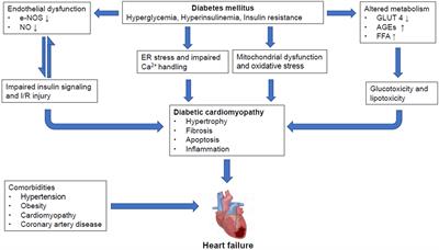 The importance of caveolin as a target in the prevention and treatment of diabetic cardiomyopathy